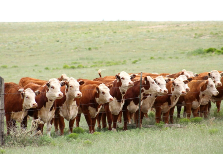 Sustainable Beef Industry: Navigating Environmental Responsibility and Ethical Practices